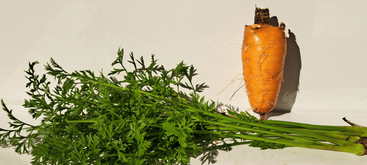 Mrkva - kompletan vodič o zdravstvenim prednostima, sadnji i nutritivnoj vrijednosti