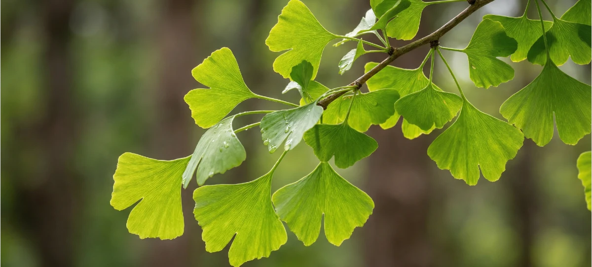Ginko (ginkgo biloba): sve što trebate znati o uzgoju i ljekovitosti